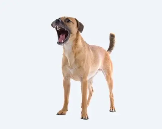 Bark-Buster-aggressive-dog